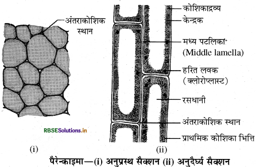 RBSE Class 9 Science Important Questions Chapter 6 ऊतक 11