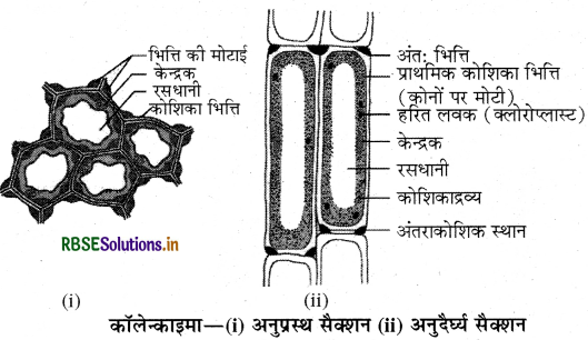 RBSE Class 9 Science Important Questions Chapter 6 ऊतक 12
