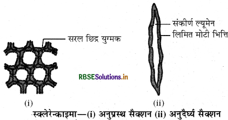 RBSE Class 9 Science Important Questions Chapter 6 ऊतक 13