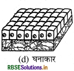 RBSE Class 9 Science Important Questions Chapter 6 ऊतक 19
