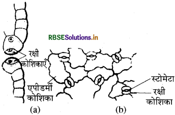 RBSE Class 9 Science Important Questions Chapter 6 ऊतक 2