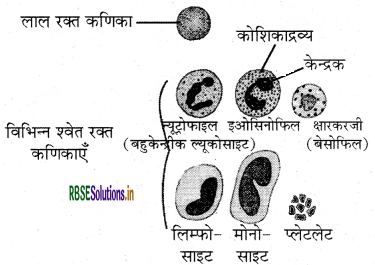 RBSE Class 9 Science Important Questions Chapter 6 ऊतक 3