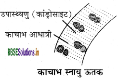 RBSE Class 9 Science Important Questions Chapter 6 ऊतक 4