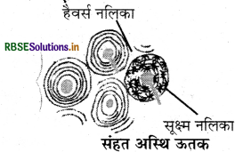 RBSE Class 9 Science Important Questions Chapter 6 ऊतक 5