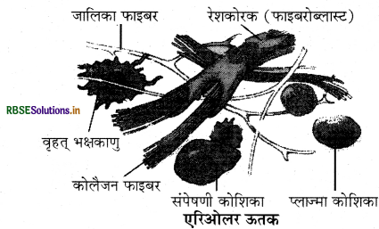 RBSE Class 9 Science Important Questions Chapter 6 ऊतक 6