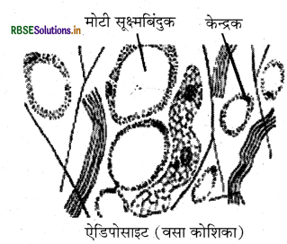 RBSE Class 9 Science Important Questions Chapter 6 ऊतक 7