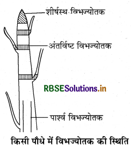 RBSE Class 9 Science Important Questions Chapter 6 ऊतक 9