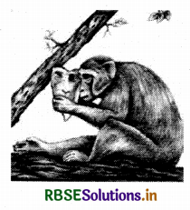 RBSE Solutions for Class 9 English Beehive Chapter 5 The Snake and the Mirror 1