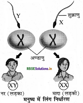 RBSE Solutions for Class 8 Science Chapter 10 किशोरावस्था की ओर 1