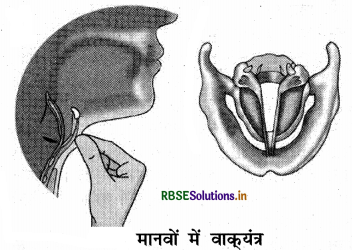 RBSE Solutions for Class 8 Science Chapter 13 ध्वनि 4