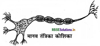 RBSE Solutions for Class 8 Science Chapter 8 कोशिका – संरचना एवं प्रकार्य 1