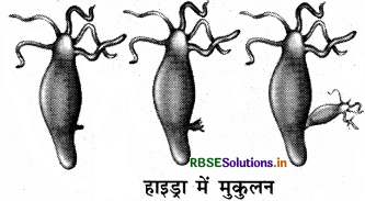 RBSE Solutions for Class 8 Science Chapter 9 जंतुओं में जनन 1