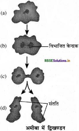 RBSE Solutions for Class 8 Science Chapter 9 जंतुओं में जनन 2