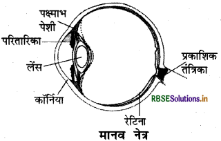 RBSE Solutions for Class 8 Science Chapter 16 प्रकाश 3
