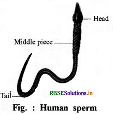 RBSE Class 8 Science Important Questions Chapter 9 Reproduction in Animals 1