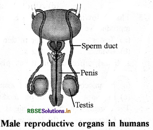 RBSE Class 8 Science Important Questions Chapter 9 Reproduction in Animals
