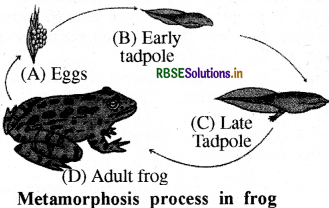 RBSE Class 8 Science Important Questions Chapter 9 Reproduction in Animals 8