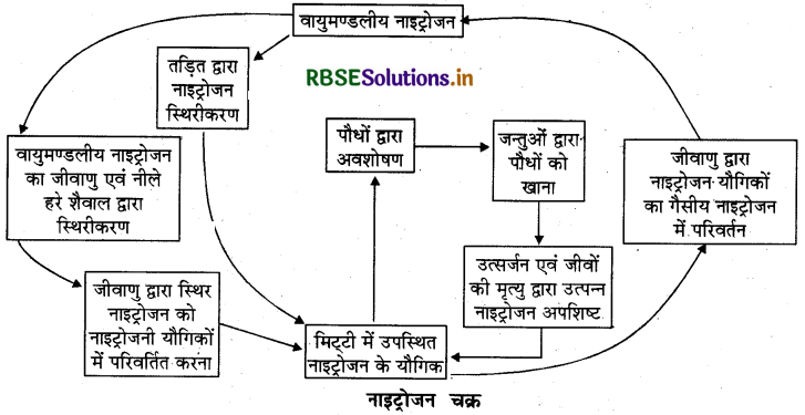 RBSE Class 8 Science Important Questions Chapter 2 सूक्ष्मजीव मित्र एवं शत्रु 1