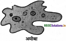 RBSE Class 8 Science Important Questions Chapter 2 सूक्ष्मजीव मित्र एवं शत्रु 2