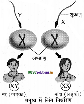 RBSE Class 8 Science Important Questions Chapter 10 किशोरावस्था की ओर 2