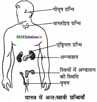 RBSE Class 8 Science Important Questions Chapter 10 किशोरावस्था की ओर 3
