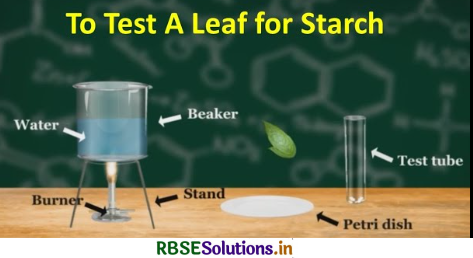 RBSE Solutions for Class 7 Science Chapter 1 Nutrition in Plants 2