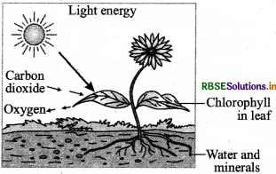 RBSE Solutions for Class 7 Science Chapter 1 Nutrition in Plants 4