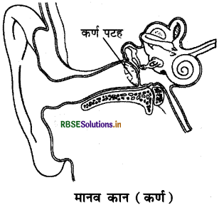 RBSE Class 8 Science Important Questions Chapter 13 ध्वनि 2