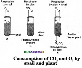 RBSE Solutions for Class 7 Science Chapter 10 Respiration in Organisms 1