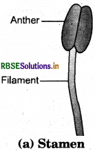RBSE Solutions for Class 7 Science Chapter 12 Reproduction in Plants 1