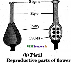 RBSE Solutions for Class 7 Science Chapter 12 Reproduction in Plants 2