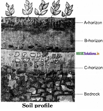 RBSE Solutions for Class 7 Science Chapter 9 Soil 1