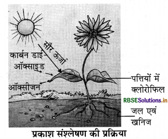 RBSE Solutions for Class 7 Science Chapter 1 पादपों में पोषण 2