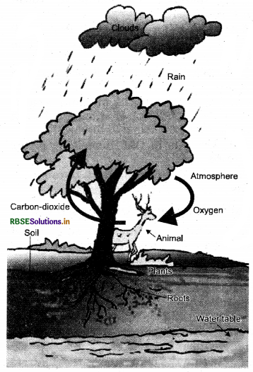 RBSE Solutions for Class 7 Science Chapter 17 Forests: Our Lifeline 2