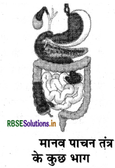 RBSE Solutions for Class 7 Science Chapter 2 प्राणियों में पोषण 1