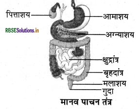 RBSE Solutions for Class 7 Science Chapter 2 प्राणियों में पोषण 2