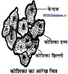 RBSE Class 7 Science Important Questions Chapter 1 पादपों में पोषण 1