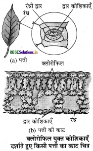 RBSE Class 7 Science Important Questions Chapter 1 पादपों में पोषण 2