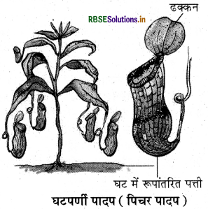 RBSE Class 7 Science Important Questions Chapter 1 पादपों में पोषण 3