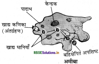 RBSE Class 7 Science Important Questions Chapter 2 प्राणियों में पोषण 2 