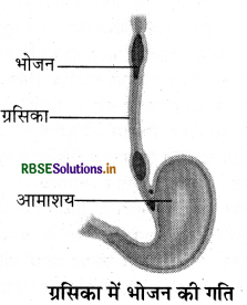 RBSE Class 7 Science Important Questions Chapter 2 प्राणियों में पोषण 3