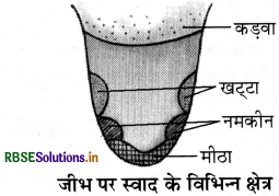 RBSE Class 7 Science Important Questions Chapter 2 प्राणियों में पोषण 4