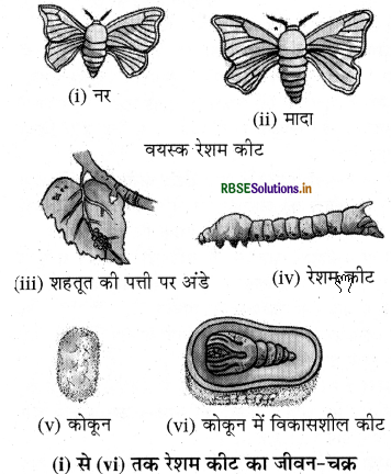 RBSE Class 7 Science Important Questions Chapter 3 रेशों से वस्त्र तकग 1