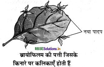 RBSE Solutions for Class 7 Science Chapter 12 पादप में जनन 1