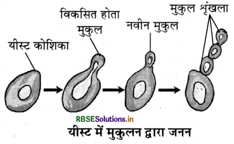RBSE Solutions for Class 7 Science Chapter 12 पादप में जनन 2