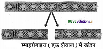RBSE Solutions for Class 7 Science Chapter 12 पादप में जनन 3