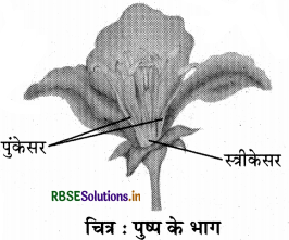 RBSE Solutions for Class 7 Science Chapter 12 पादप में जनन 5