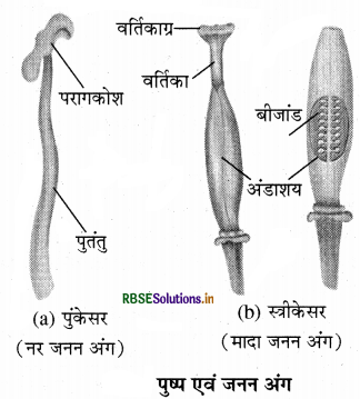 RBSE Solutions for Class 7 Science Chapter 12 पादप में जनन 6