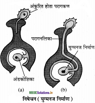 RBSE Solutions for Class 7 Science Chapter 12 पादप में जनन 7