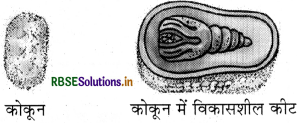 RBSE Solutions for Class 7 Science Chapter 3 रेशों से वस्त्र तकग 1